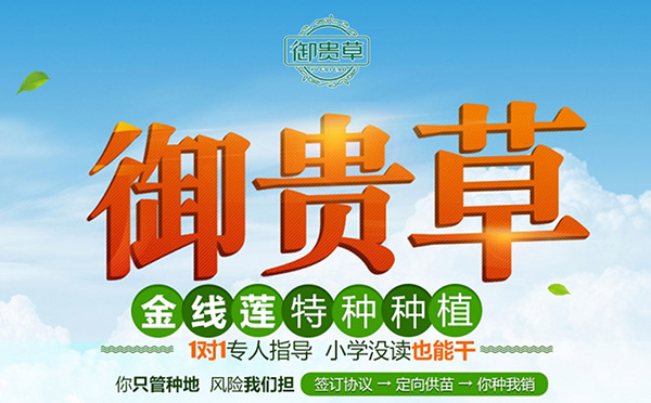 贵州金线莲生态种植,贵州华科金农农业有限公司