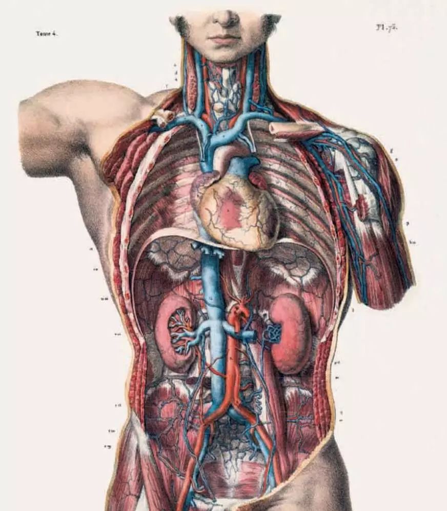 我就不信，只有我一个人想试试人体解剖丨好物推荐