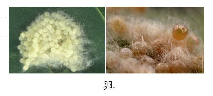 草地贪夜蛾识别与应急防治技术挂图