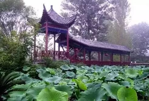 郑州湿地公园有啥好玩的,郑州周边的这七大湿地公园