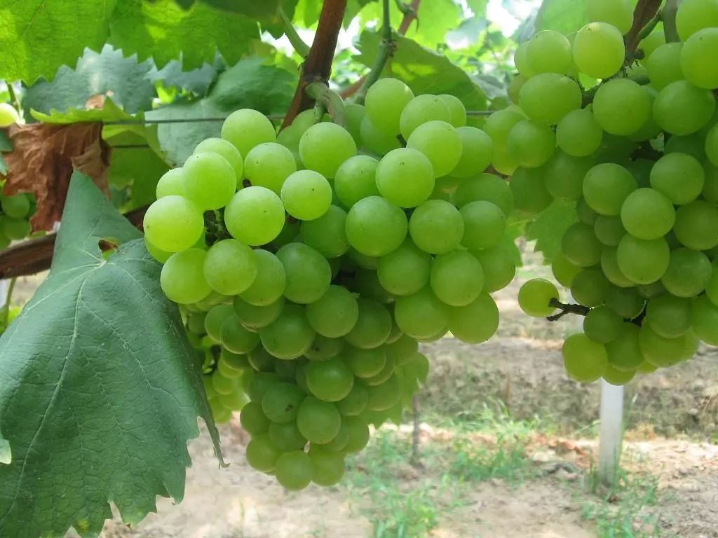 威海周边哪里有水果采摘,威海时令露天水果采摘