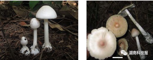 误食毒蘑菇的症状,误食毒蘑菇临床表现