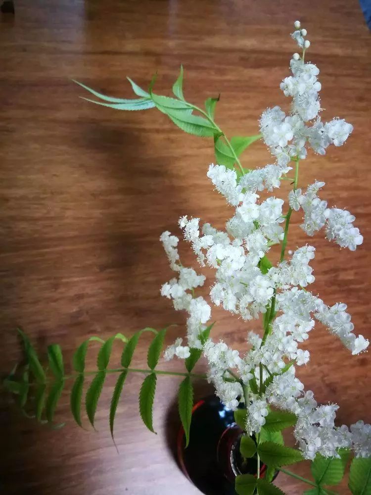 华北珍珠梅的解剖图,雪白雪白的梅花