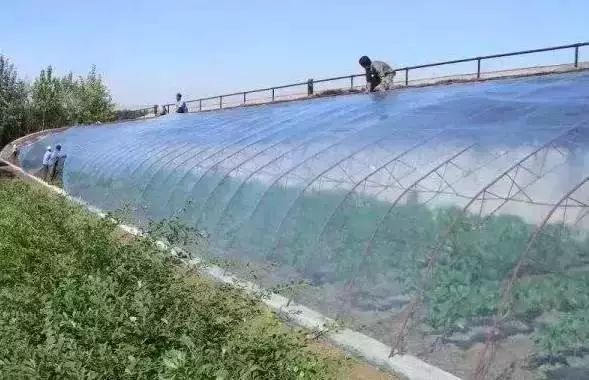 地膜用什么效果最好,不同颜色的地膜的作用