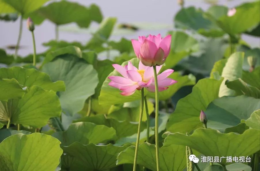 澶х編娣槼娆㈣繋鍓嶆潵瑙傝祻,澶х編娣槼鑽疯姳鑺傛杩庢偍