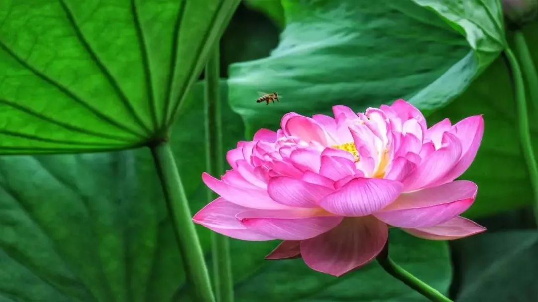 醉美荷花季,醉美荷花花海图片