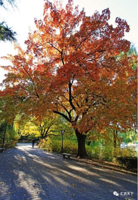 2019年上半年,南北方苗市大起底