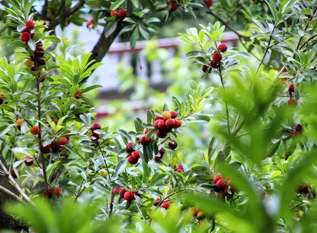 贵阳夏天气温最高多少,贵阳夏天最高气温是多少度