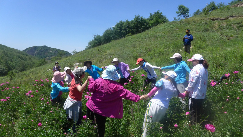 美丽芍药谷,云雾缭绕人间仙境芍药谷