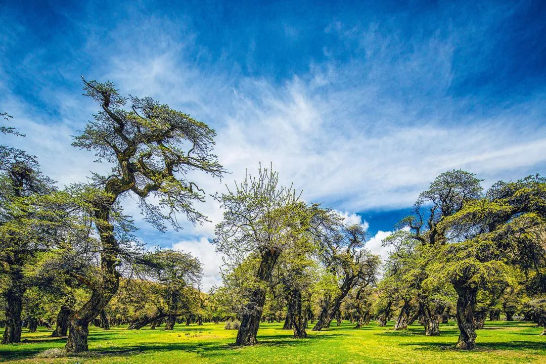 山南在哪里买手机,山南在哪里卖黄金