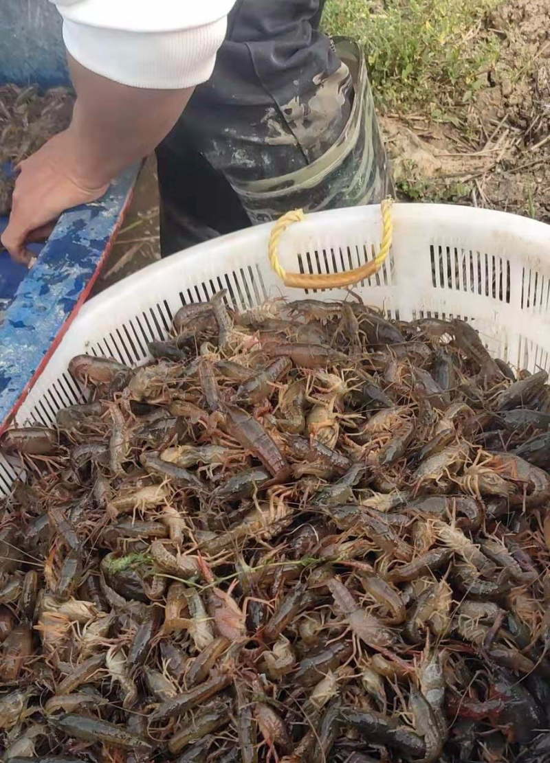 养龙虾真的能挣大钱吗,养龙虾钓龙虾可以挣钱吗