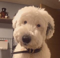 狗狗舌头的秘密居然有7个,汪星人有哪些秘密