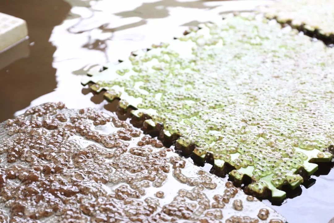 什么？野生的石蛙居然被他养殖成功了？