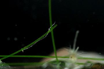 水中常见的藻类微生物图片,藏在水下的生物