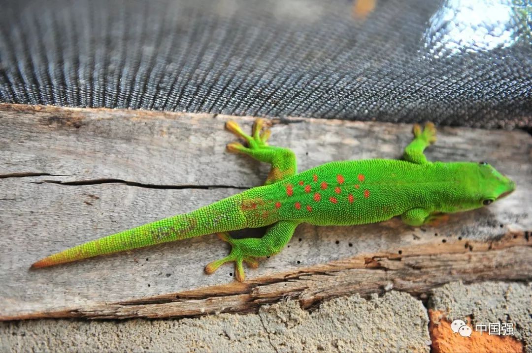 马达加斯加不可思议的旅行,马达加斯加自然景观