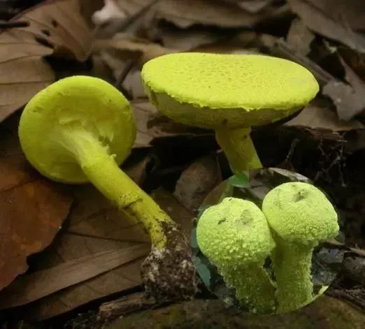 云南吃菌中毒分布图,云南吃菌中毒最新统计