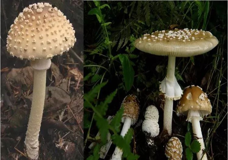 云南吃菌中毒分布图,云南吃菌中毒最新统计