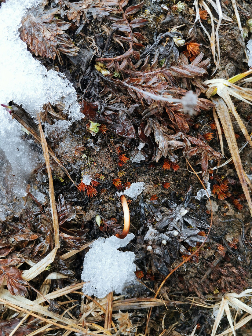 我的最后一站——念青东6天波密穿洛隆