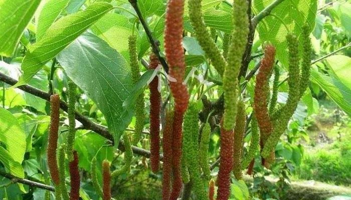 蚕宝宝怎么制作成丝绸,蚕如何变成丝绸