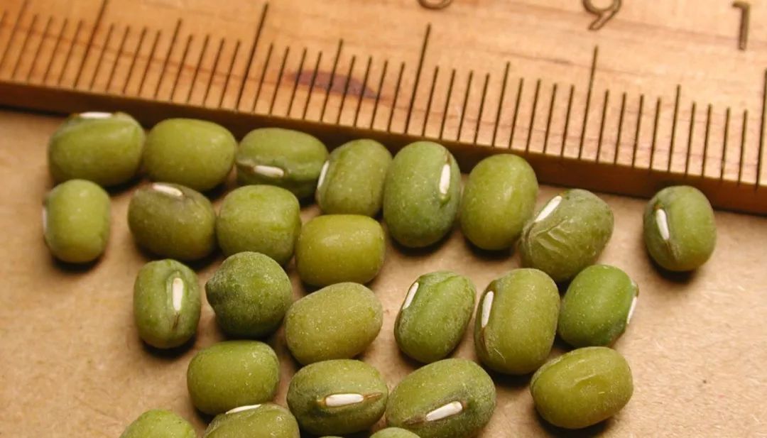 快速煮烂绿豆的n种方法,煮烂绿豆竟然这么快