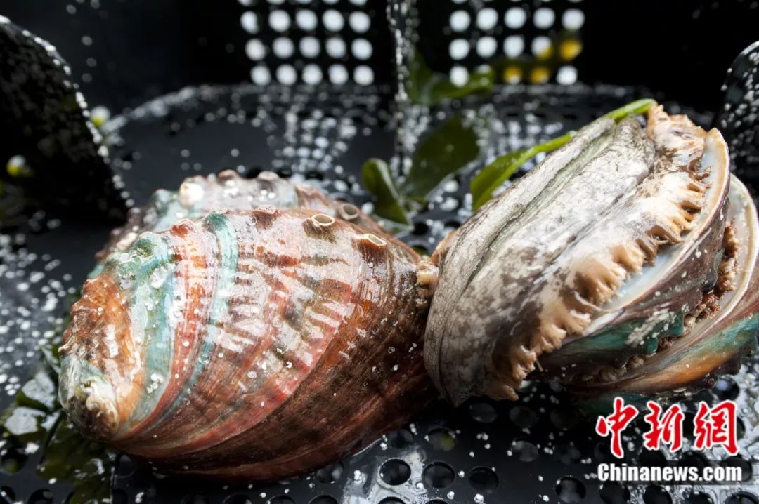 福建有约,福建与世界有约视频