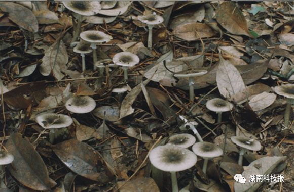 误食毒蘑菇的症状,误食毒蘑菇临床表现