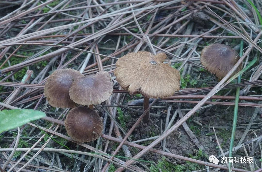 误食毒蘑菇的症状,误食毒蘑菇临床表现
