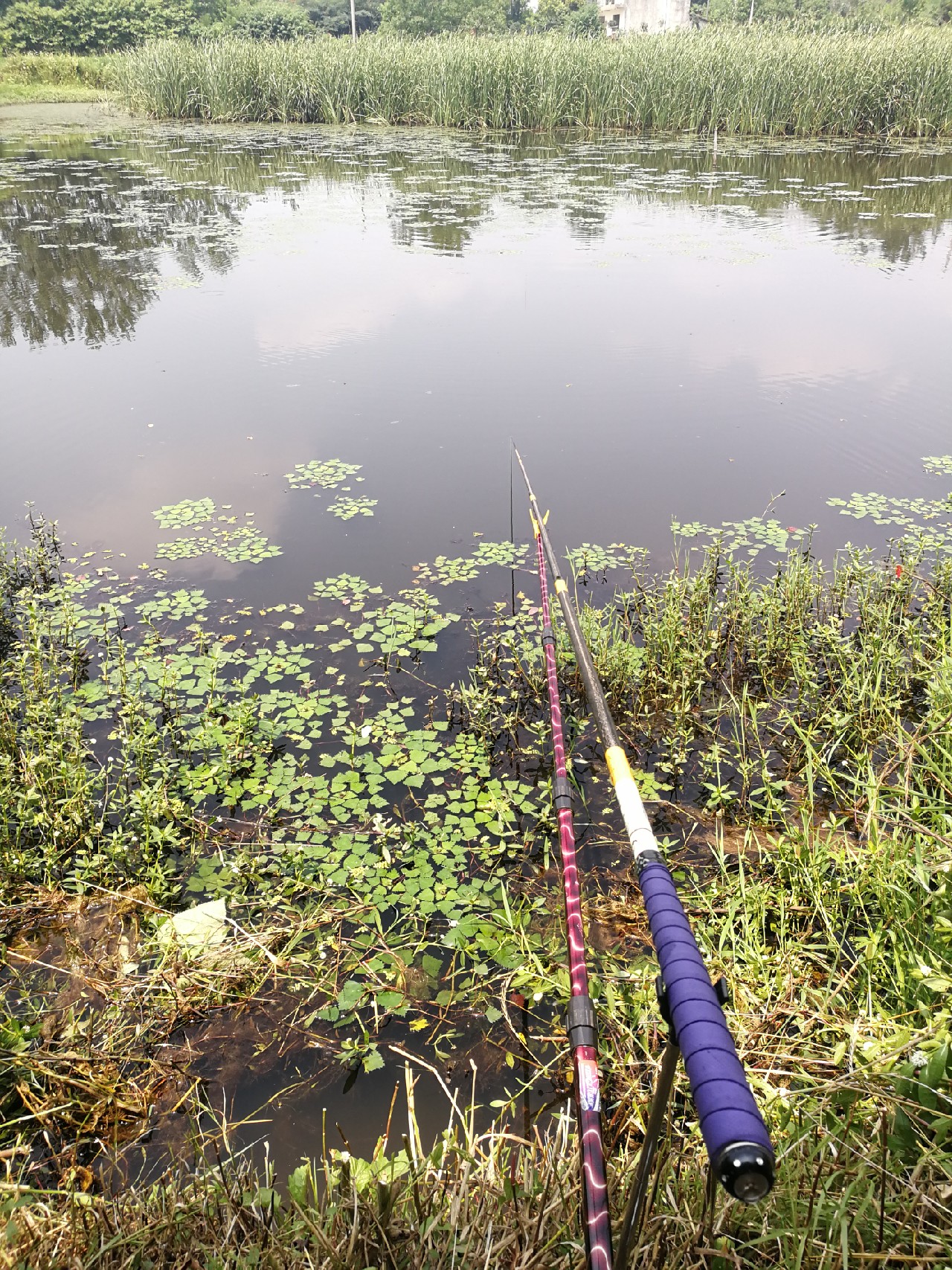 头顶烈阳开拓钓位逐泡寻鲫放流可怜鱼获