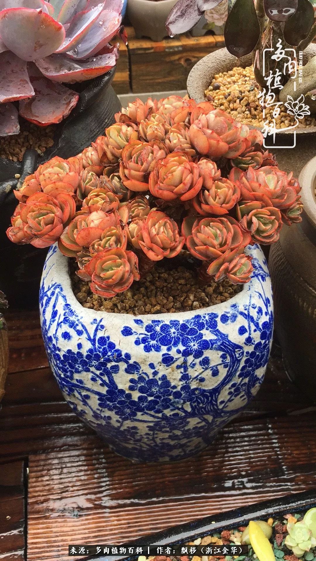 魅力无限的法师诱惑：我的灿烂，由你决定