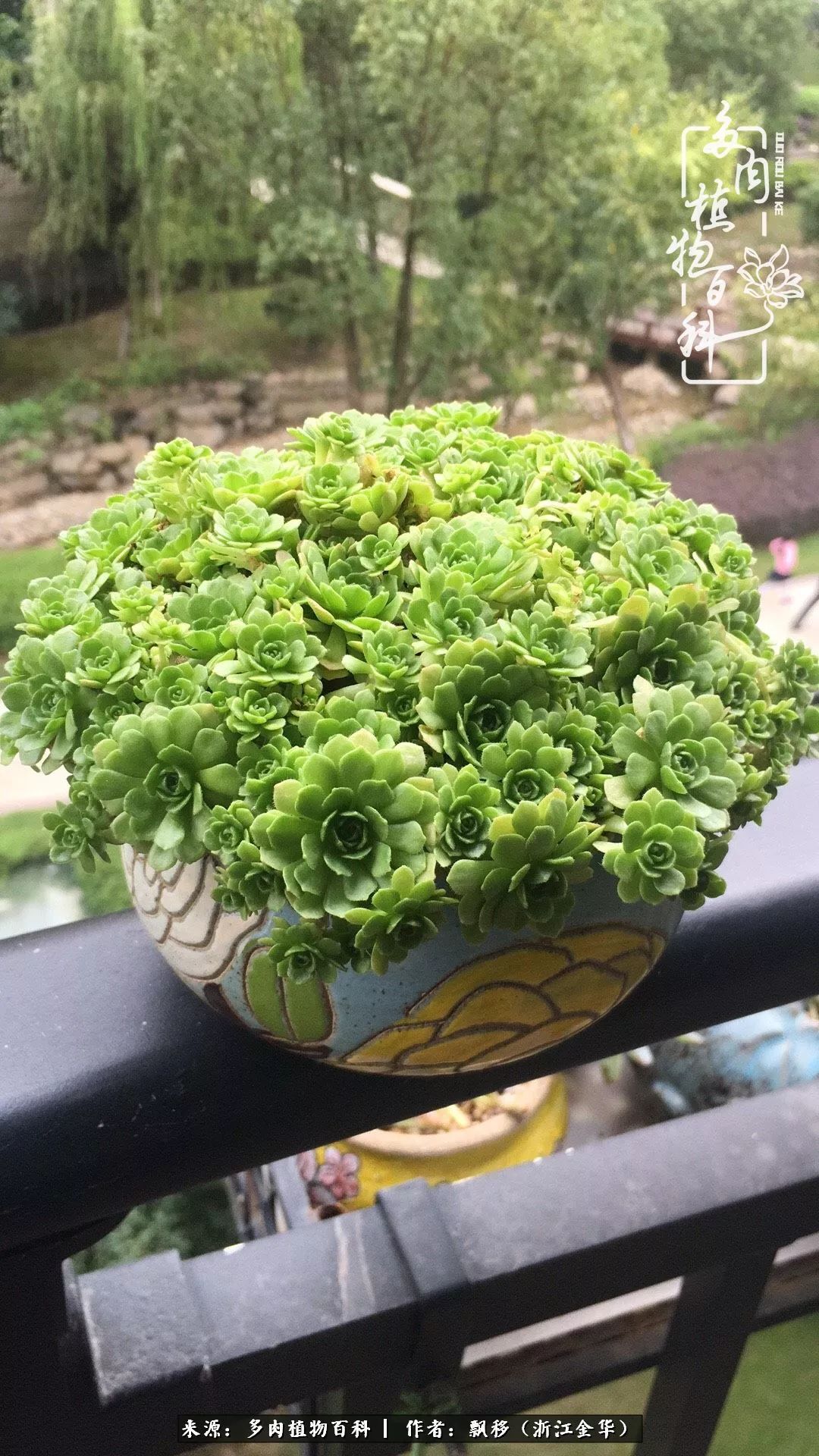 魅力无限的法师诱惑：我的灿烂，由你决定