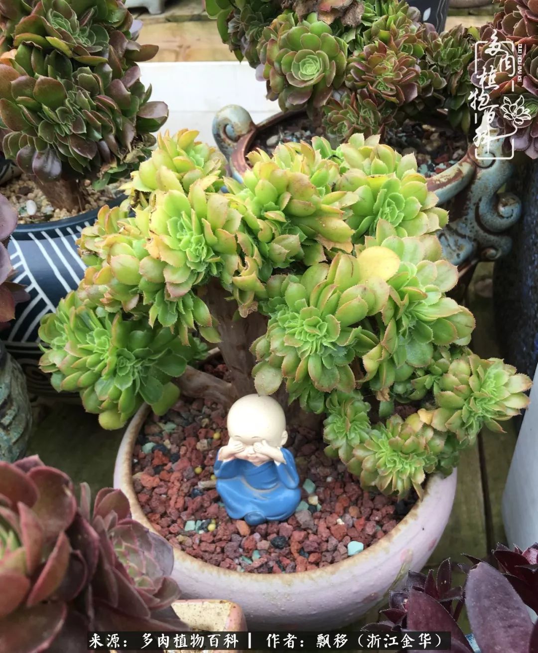 魅力无限的法师诱惑：我的灿烂，由你决定