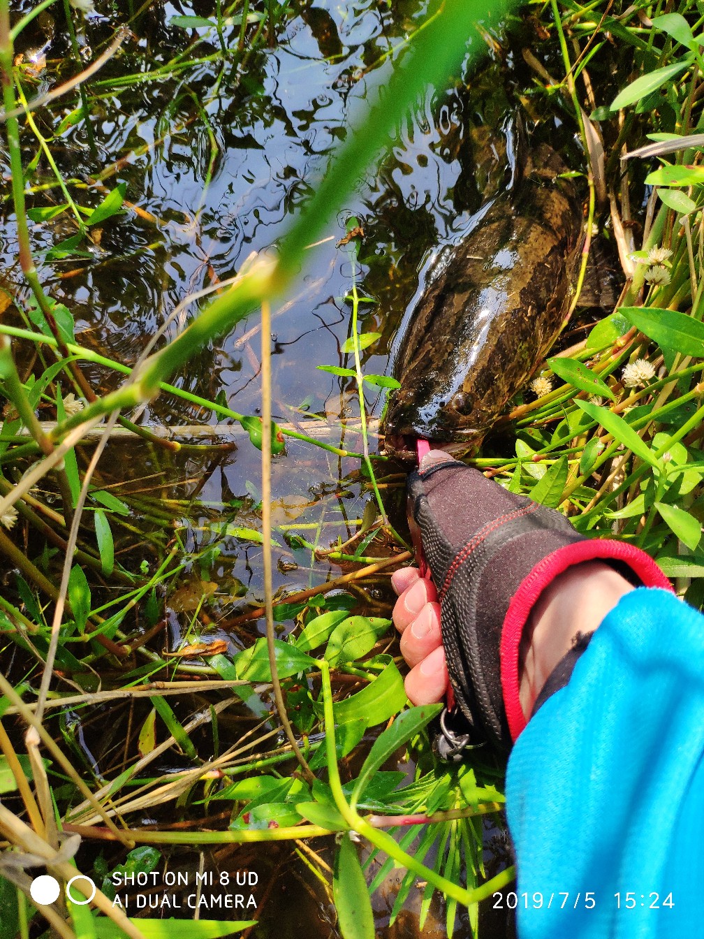 黑鱼钓上岸了怎么办,黑鱼新手