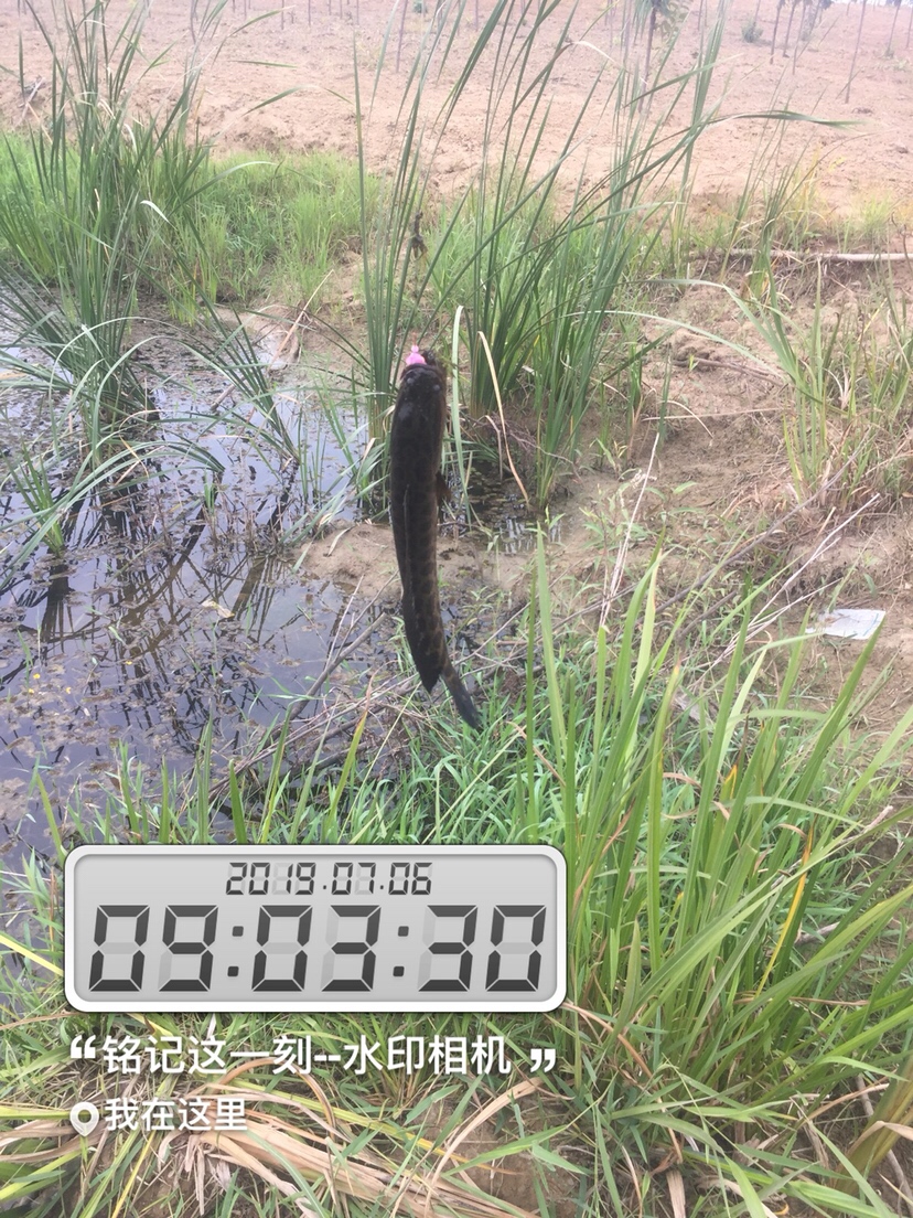 雷强2020年视频,2019雷强视频