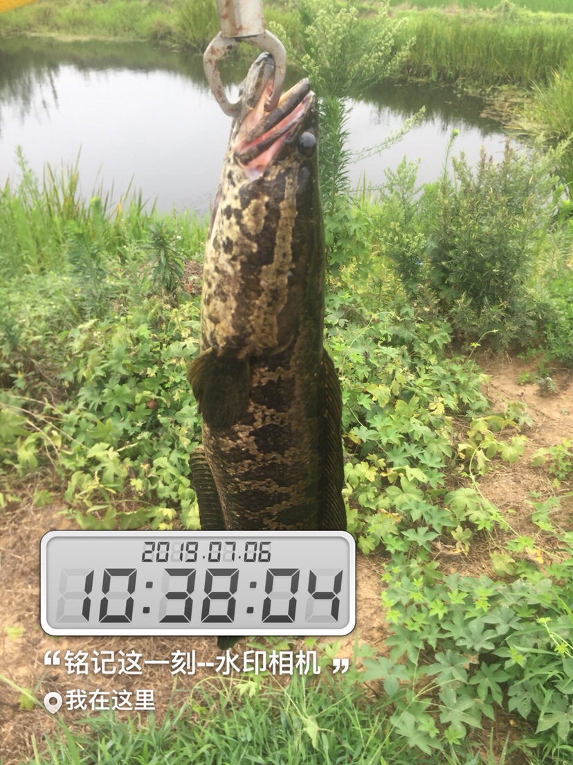 雷强2020年视频,2019雷强视频