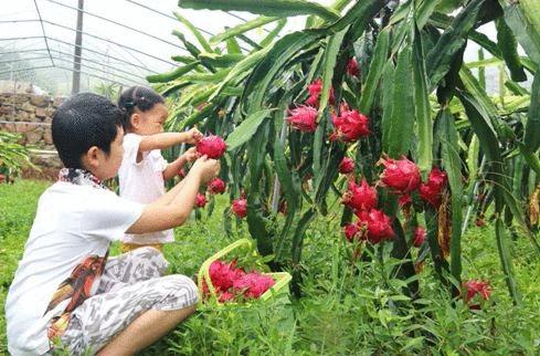 寻乡·觅趣||金色花海、花田美食...游仙芙蓉花溪葵花节等你来狂欢！