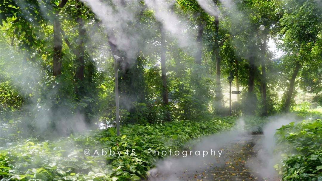 厦门这是个什么神仙酒店,不仅有金砖国宴佛跳墙,还有7万平森林