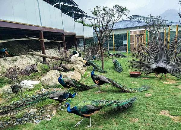 中国那些美丽到醉人的乡村,乡村旅游有哪些特色村庄