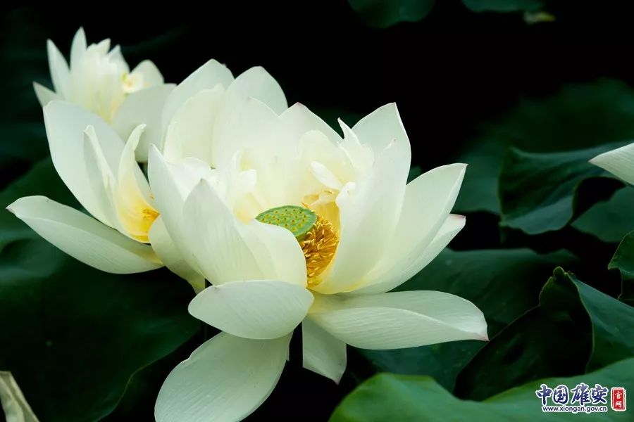 遇见·雄安｜七月错过白洋淀，你可就错过了整个北方的夏天！