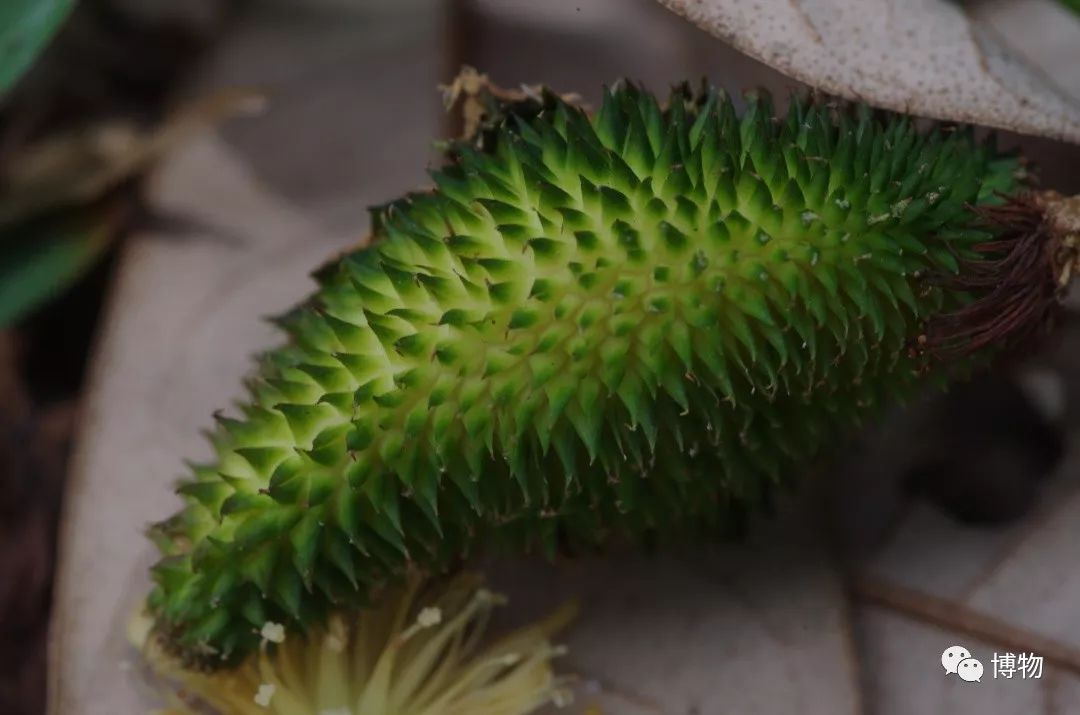 榴莲到底是啥味道,榴莲到底是甜的还是臭的