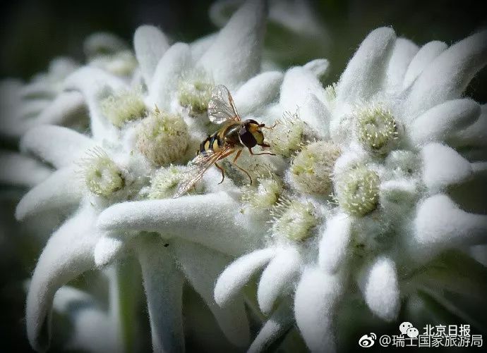 中国官方承认的国花选出来了吗,中国的国花目前选出来了吗