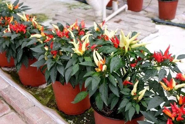 北京海淀对接赤城县扶贫项目,海淀对口扶贫