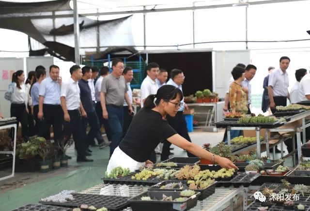 跟着书记县长去观摩，看沭阳七月“美景”红似火！