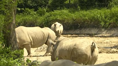 娴锋磱鍔ㄧ墿閬挎殤绂忓埄,鍔ㄧ墿閬挎殤楂樻俯绂忓埄