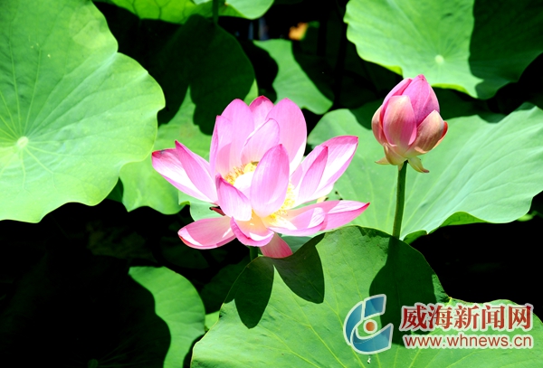 美在当夏简介,夏荷飘香满池塘