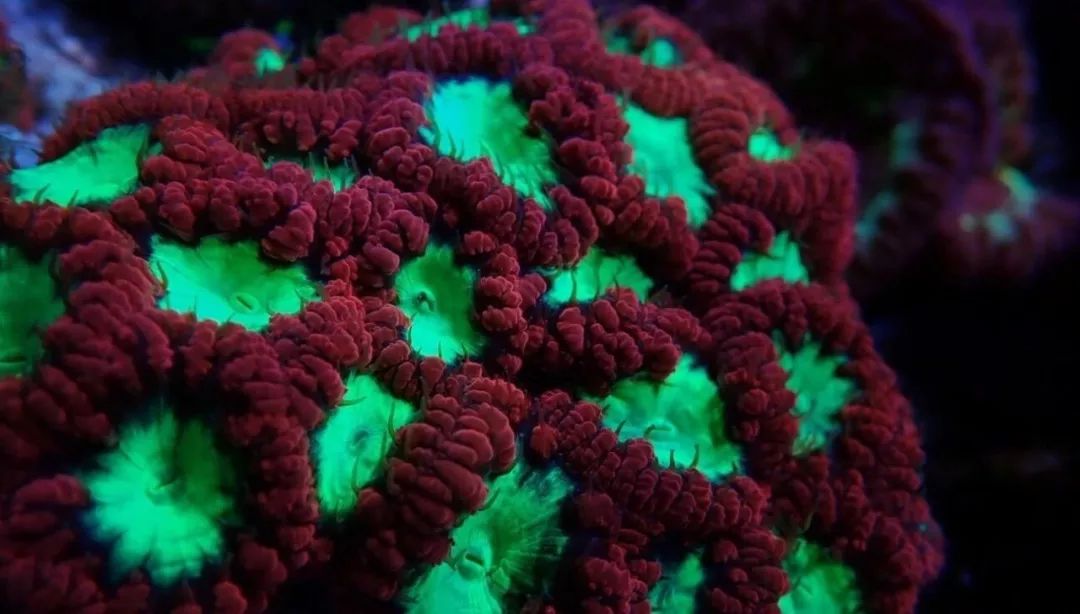 新开缸每天都有鱼死,新开缸鱼一直死