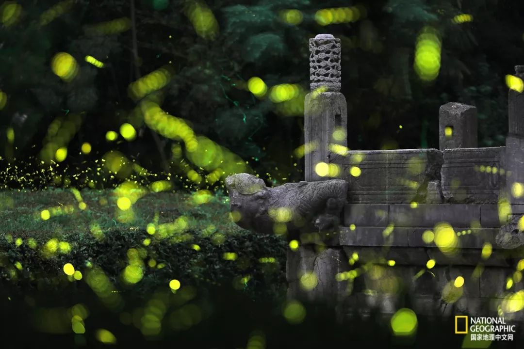 南京古寺看萤火,南京萤火虫在灵谷寺还是明孝陵