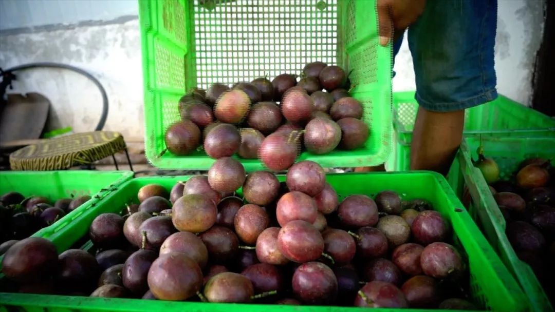 宾川最出名的石榴,大理宾川石榴