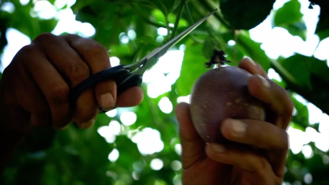 宾川最出名的石榴,大理宾川石榴