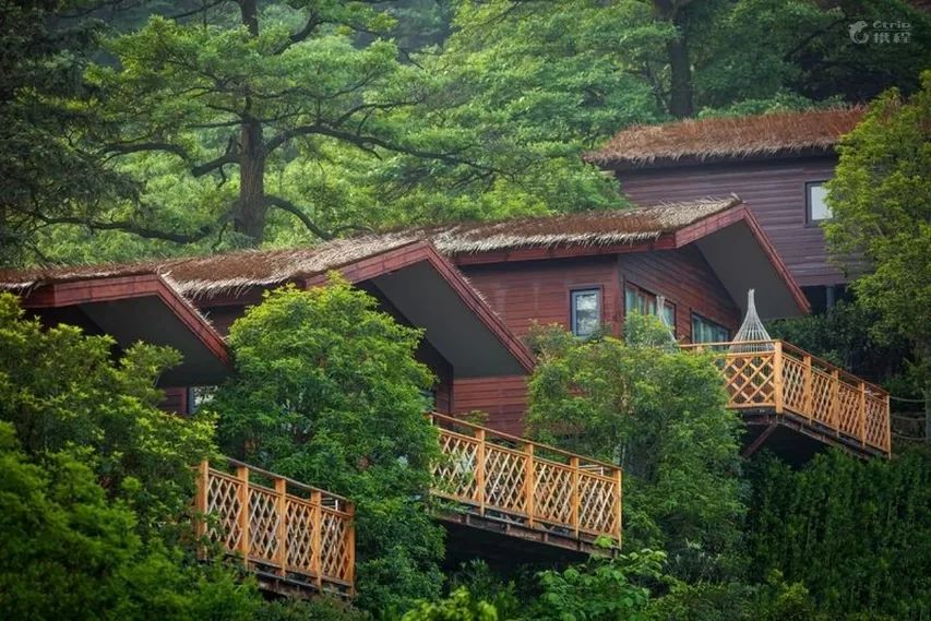 全球最受欢迎树屋酒店｜夜晚坠入大自然的梦乡，清晨在森林的枝桠间醒来