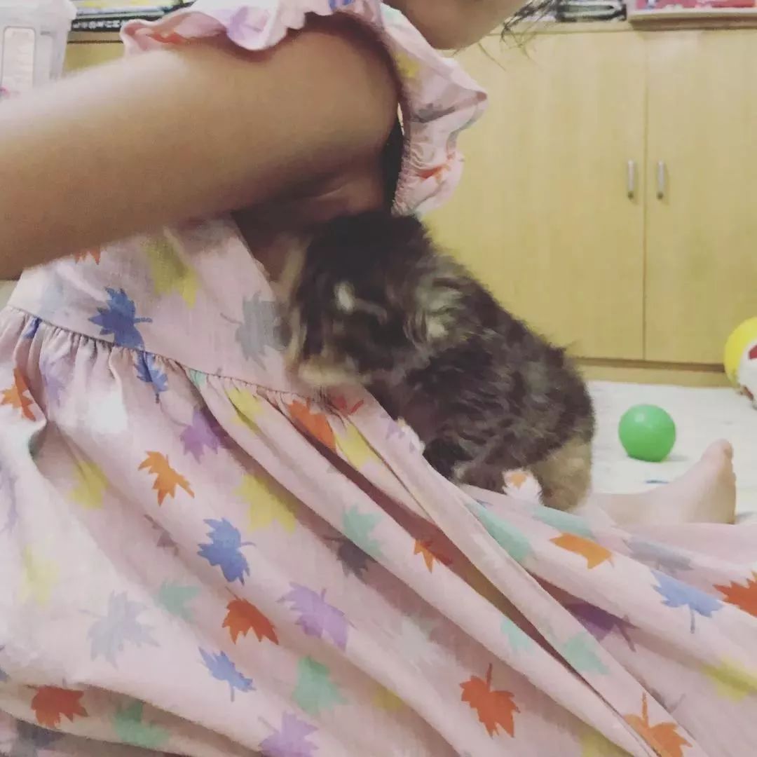 准备怀孕的人可以养狗养猫吗,怀孕家里养猫对胎儿有影响吗